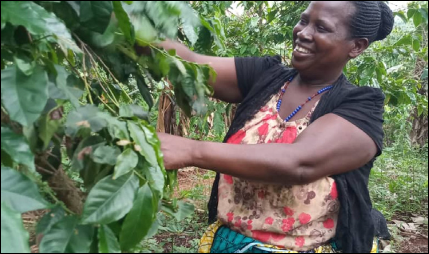 Woman picking coffee beans