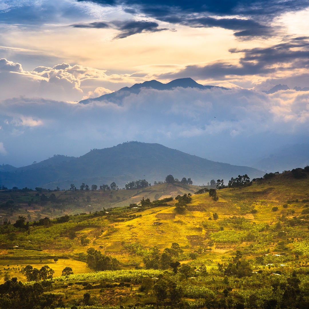 Landscape of coffee farm