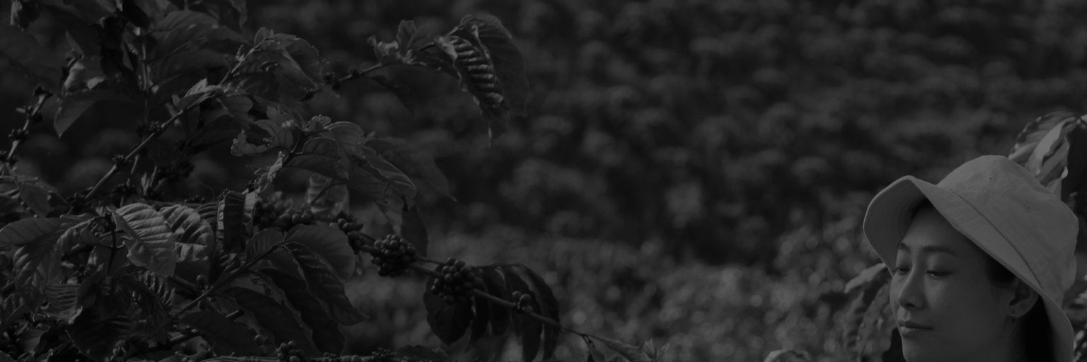 woman picking coffee berries