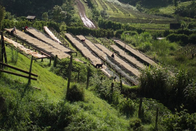 coffee plantation