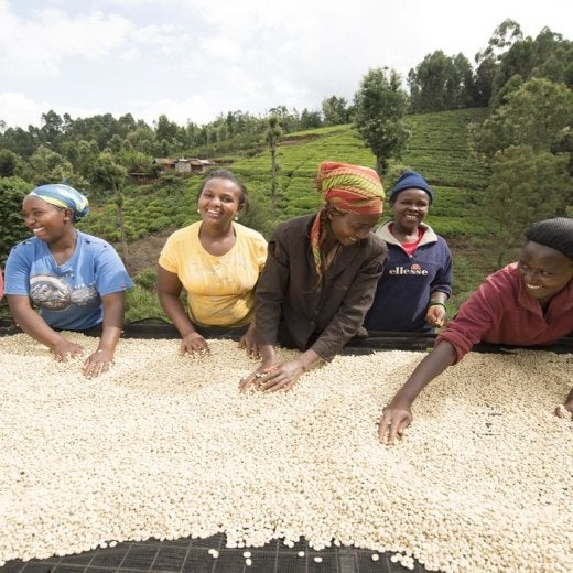 kvinnor sorterar kaffebönor 
