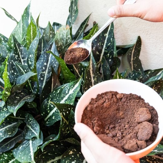 Plant with used coffee grounds