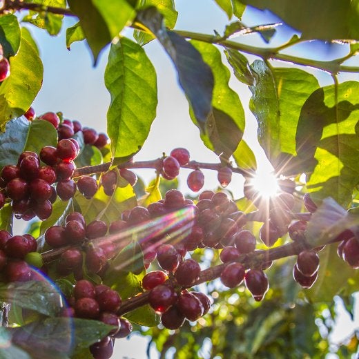coffee beans in tree