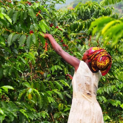 woman picking coffee berries