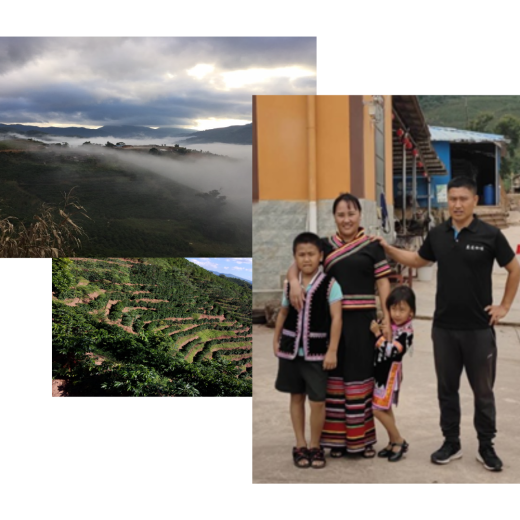 picture collage with coffee farmer and plantations