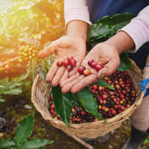 en kvinna som håller i mogna kaffebönor 