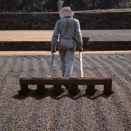 en man som sorterar kaffebönor på ett fält 