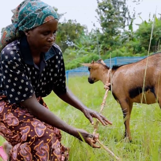 Kvinnlig kaffeodlar, Rwanda